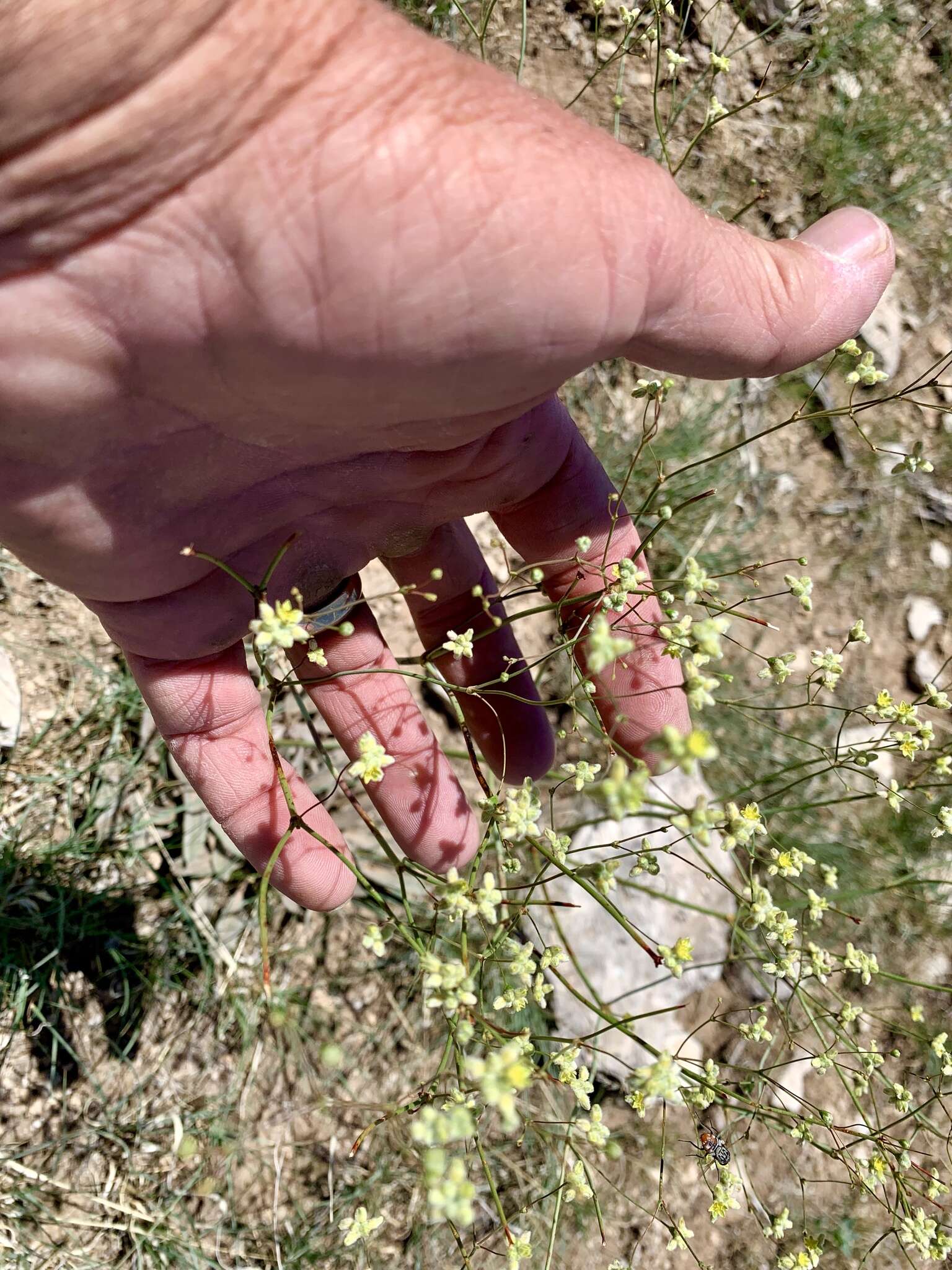 Image of Havard's buckwheat