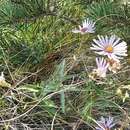 Plancia ëd Aster amellus subsp. bessarabicus (Rchb.) Soó