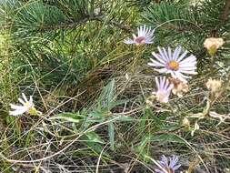 Plancia ëd Aster amellus subsp. bessarabicus (Rchb.) Soó