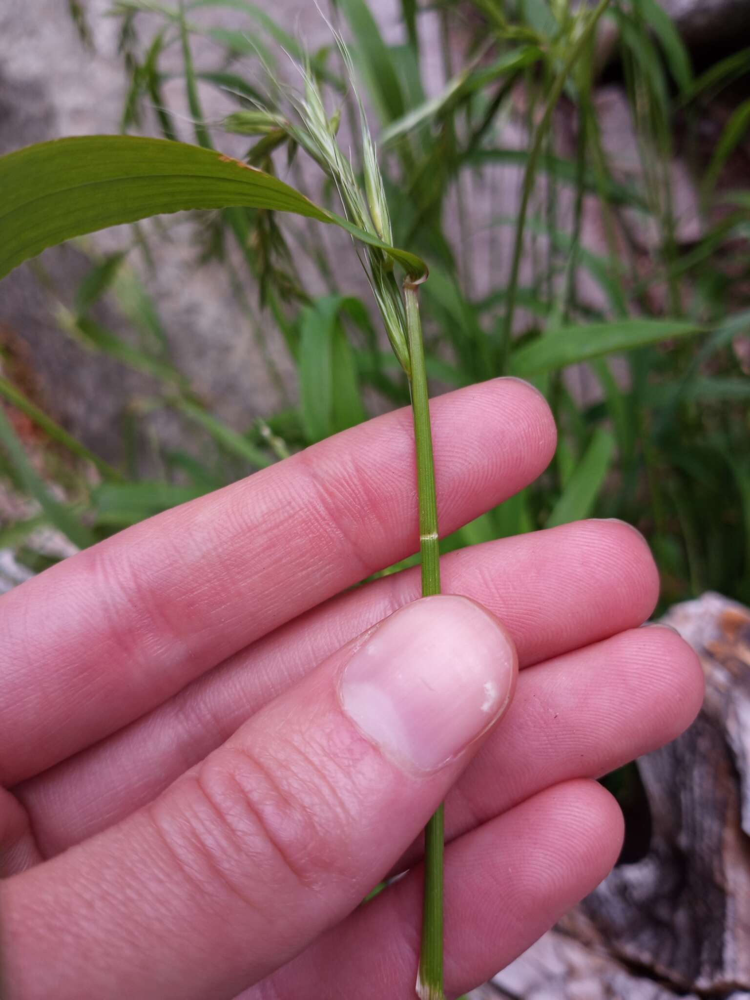 Imagem de Elymus hirsutus J. Presl