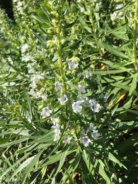 Image of Echium decaisnei Webb & Berth.