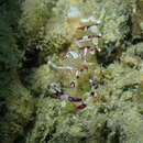 Image of Ancylomenes speciosus (Okuno 2004)