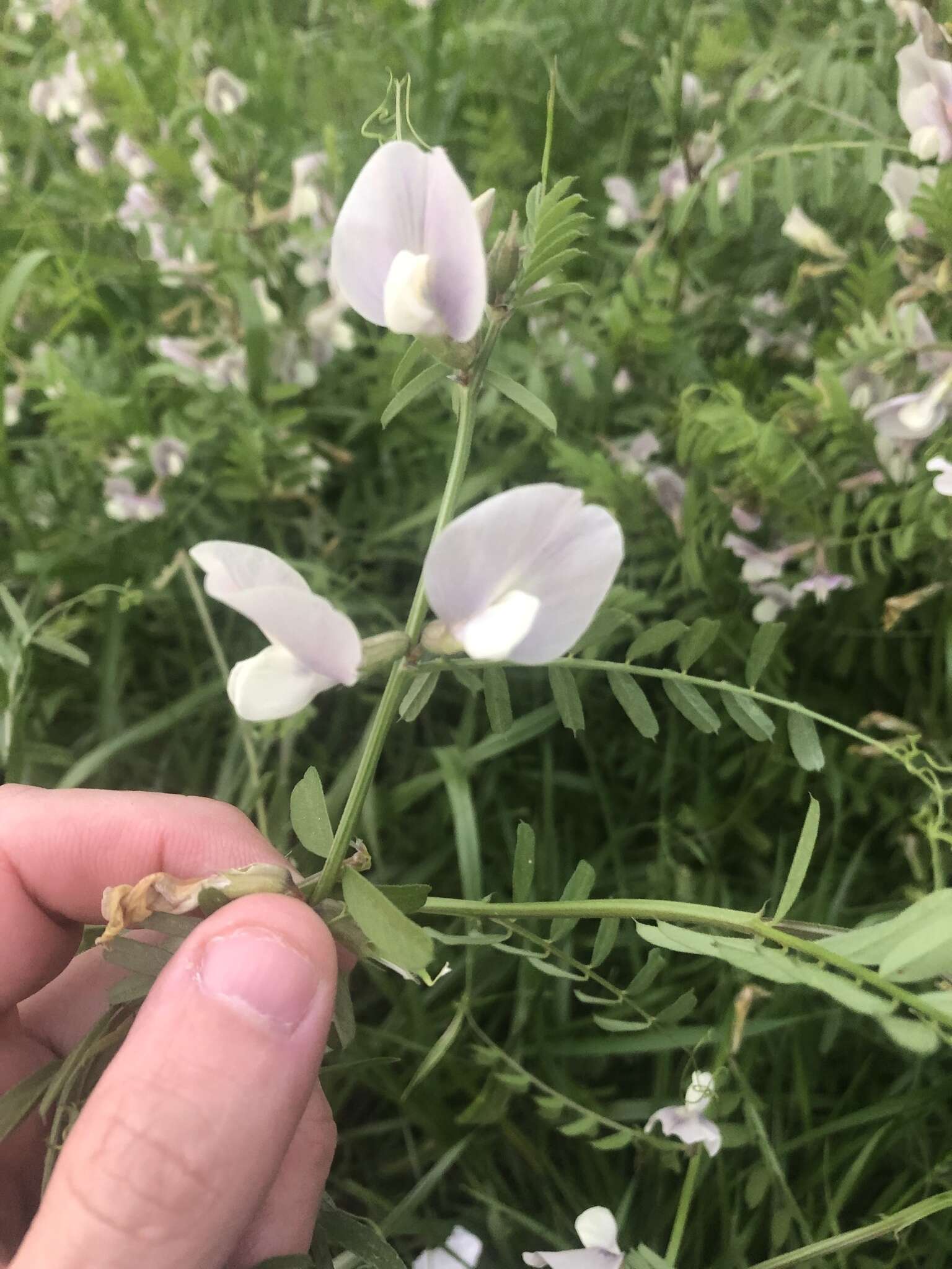 Image of large yellow vetch