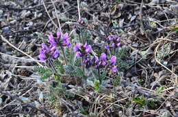 Image de Oxytropis wrangelii Jurtzev