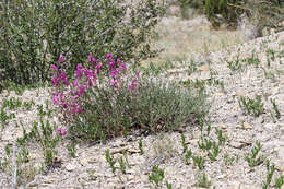 Plancia ëd Hedysarum boreale subsp. boreale