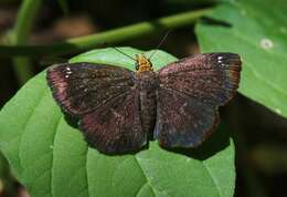 Image of Golden-headed Scallopwing