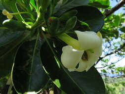 Image of Fagraea berteroana A. Gray ex Benth.