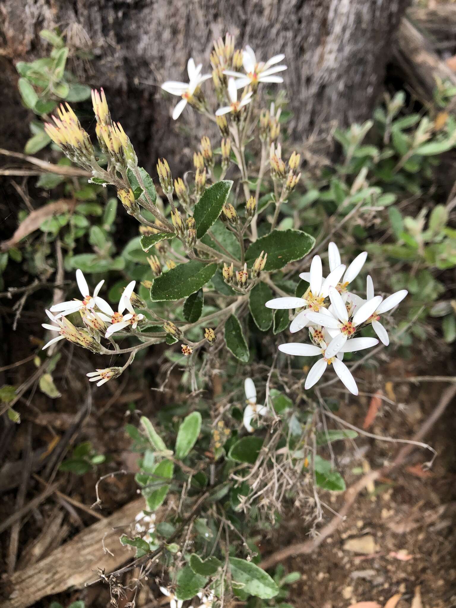 Image of Olearia myrsinoides (Labill.) F. Müll.