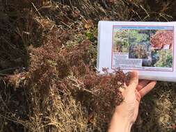 Image of Santa Catalina Island bedstraw