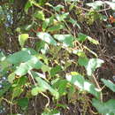 Imagem de Vitis peninsularis M. E. Jones