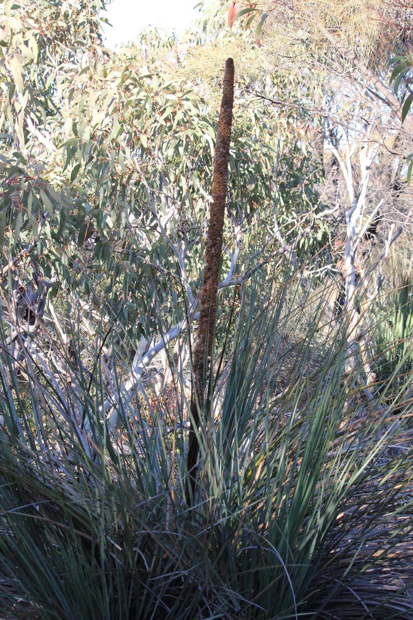 Image of Xanthorrhoea semiplana F. Muell.