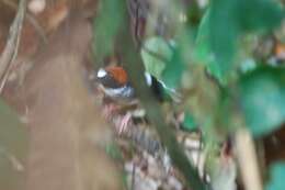 Image of Chestnut-naped Forktail