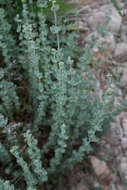 Image of Hypericum tomentosum L.
