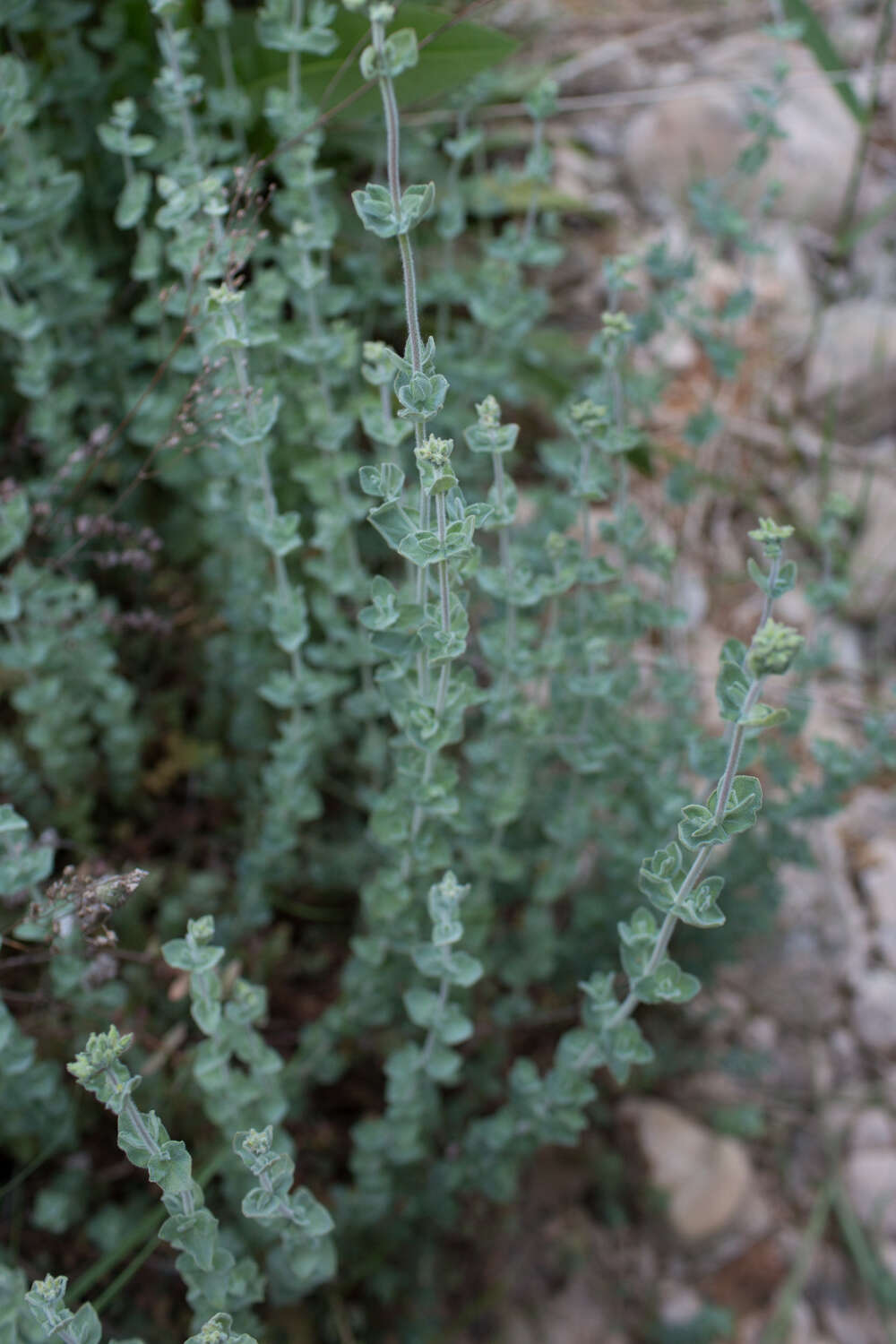 صورة Hypericum tomentosum L.