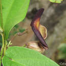 Plancia ëd Aristolochia birostris Duch.