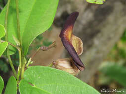 Image de Aristolochia birostris Duch.