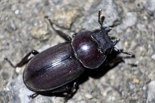 Image of smallstagbeetle