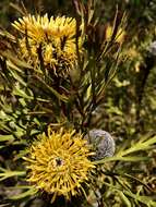 Imagem de Isopogon anemonifolius (Salisb.) Knight