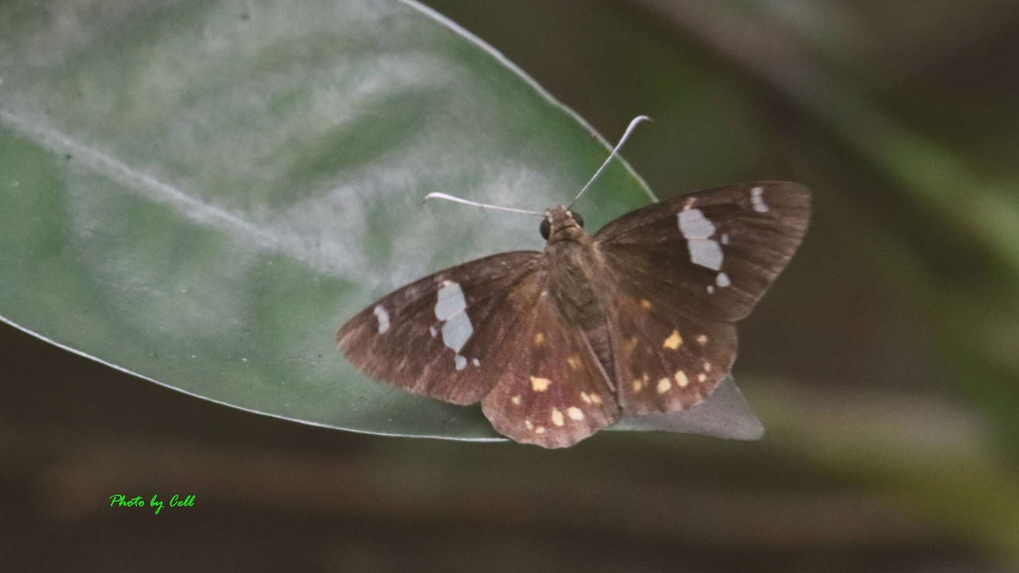 Celaenorrhinus leucocera Kollar 1848 resmi