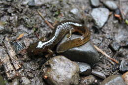 Image of Cascade Torrent Salamander