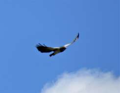 Image of Black-chested Buzzard-Eagle