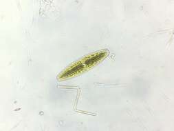 Image of Netrium (Naegeli) Itzigsohn & Rothe 1856
