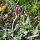 Image of Haller's Oxytropis