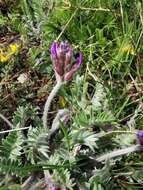 Plancia ëd Oxytropis halleri Koch