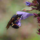 Image of Celonites sibiricus Gusenleitner 2007