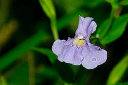 Image of Allegheny monkeyflower