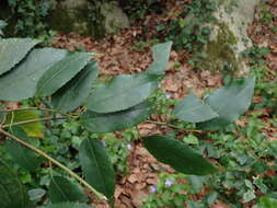 Plancia ëd Prunus lusitanica subsp. lusitanica
