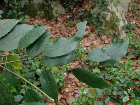 Imagem de Prunus lusitanica subsp. lusitanica