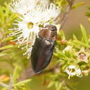 Image of Torresita cuprifera (Kirby 1818)