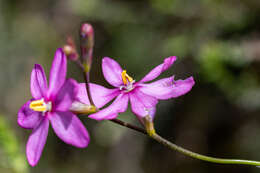 Image of Ixia stricta (Eckl. ex Klatt) G. J. Lewis