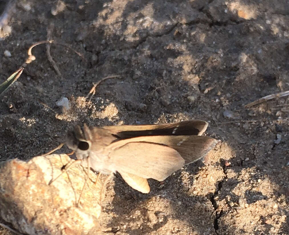 Image of Eufala Skipper