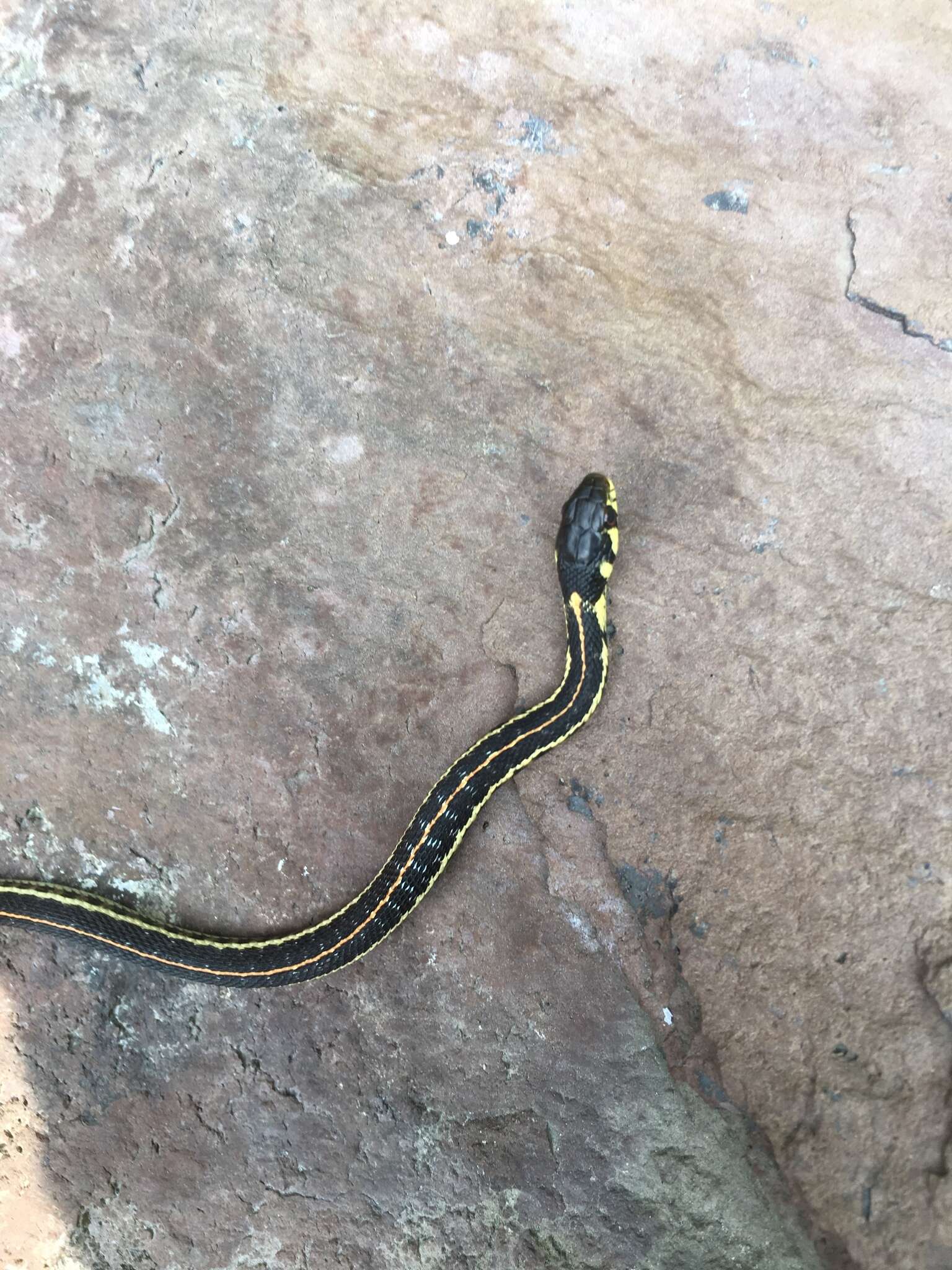 Thamnophis pulchrilatus (Cope 1885)的圖片