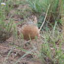 Imagem de Chersomanes albofasciata alticola Roberts 1932