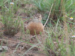 Imagem de Chersomanes albofasciata alticola Roberts 1932