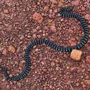 Image of White-banded Coral Snake