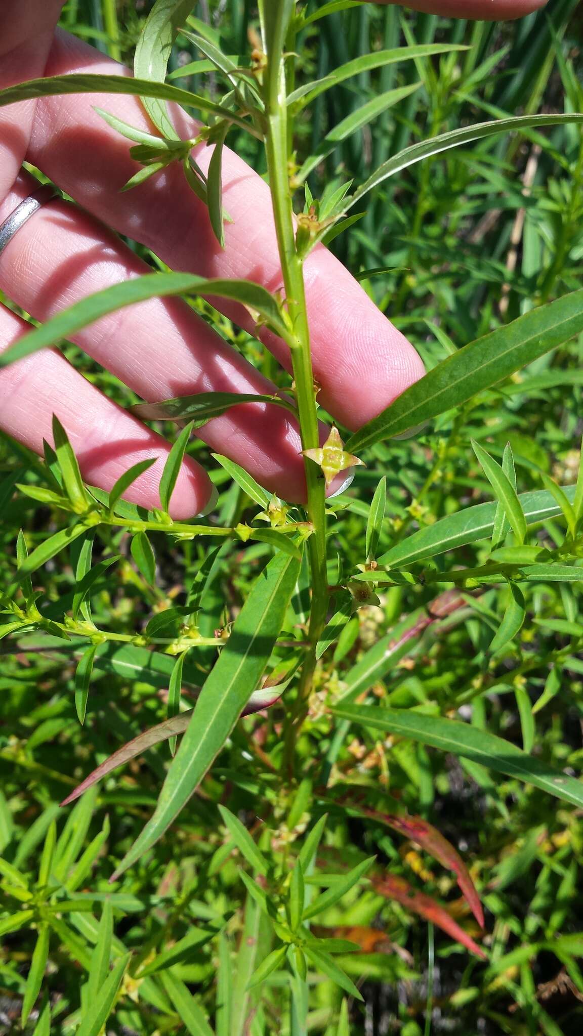 Image of manyfruit primrose-willow