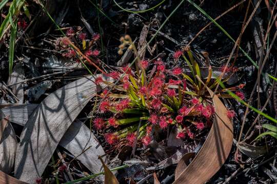 Image of Drosera dilatatopetiolaris Kondo