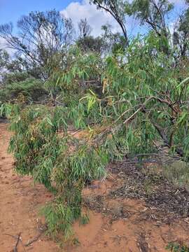 Plancia ëd Eucalyptus exserta F. Müll.