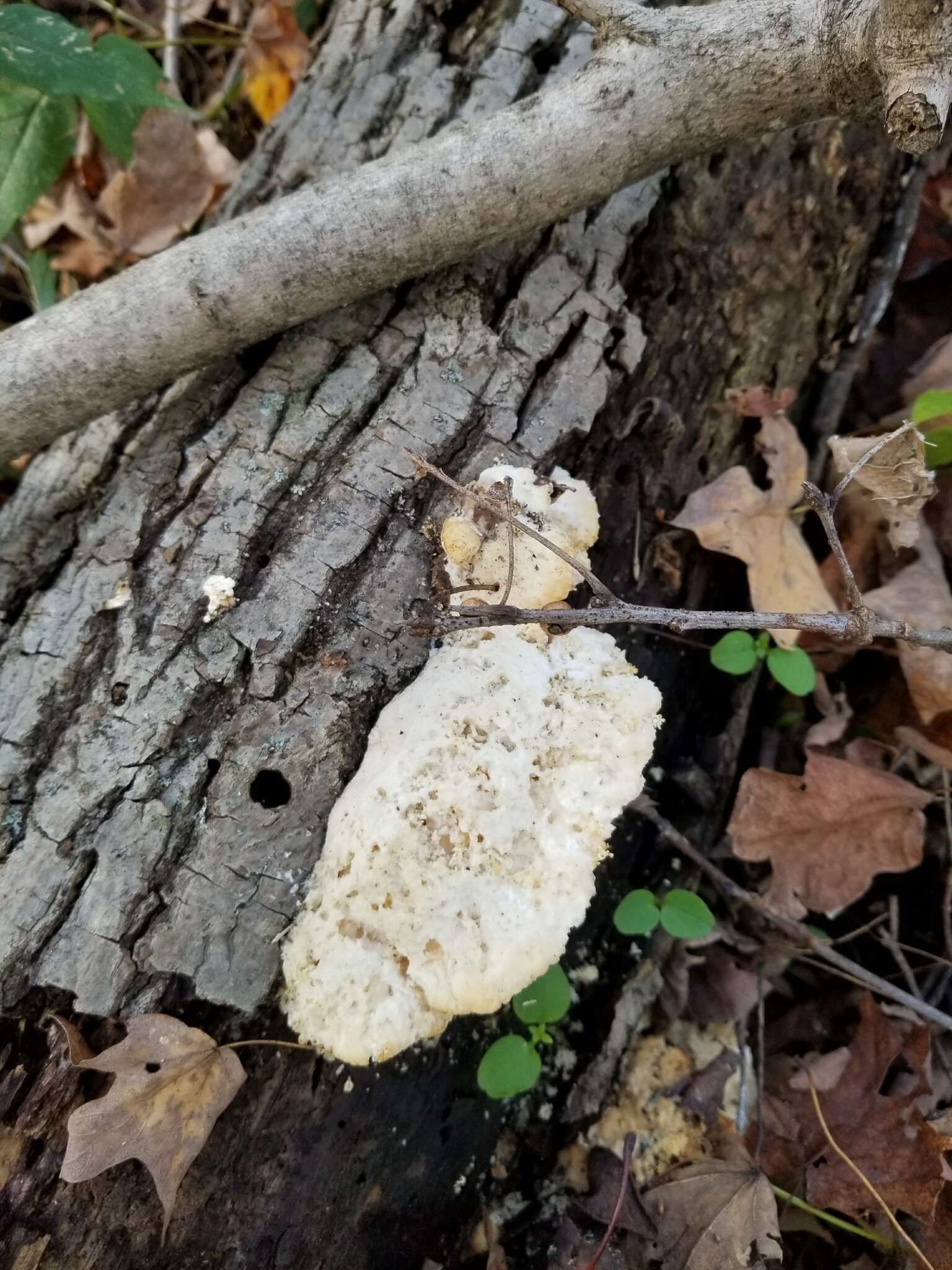 Image of White Cheese Polypore