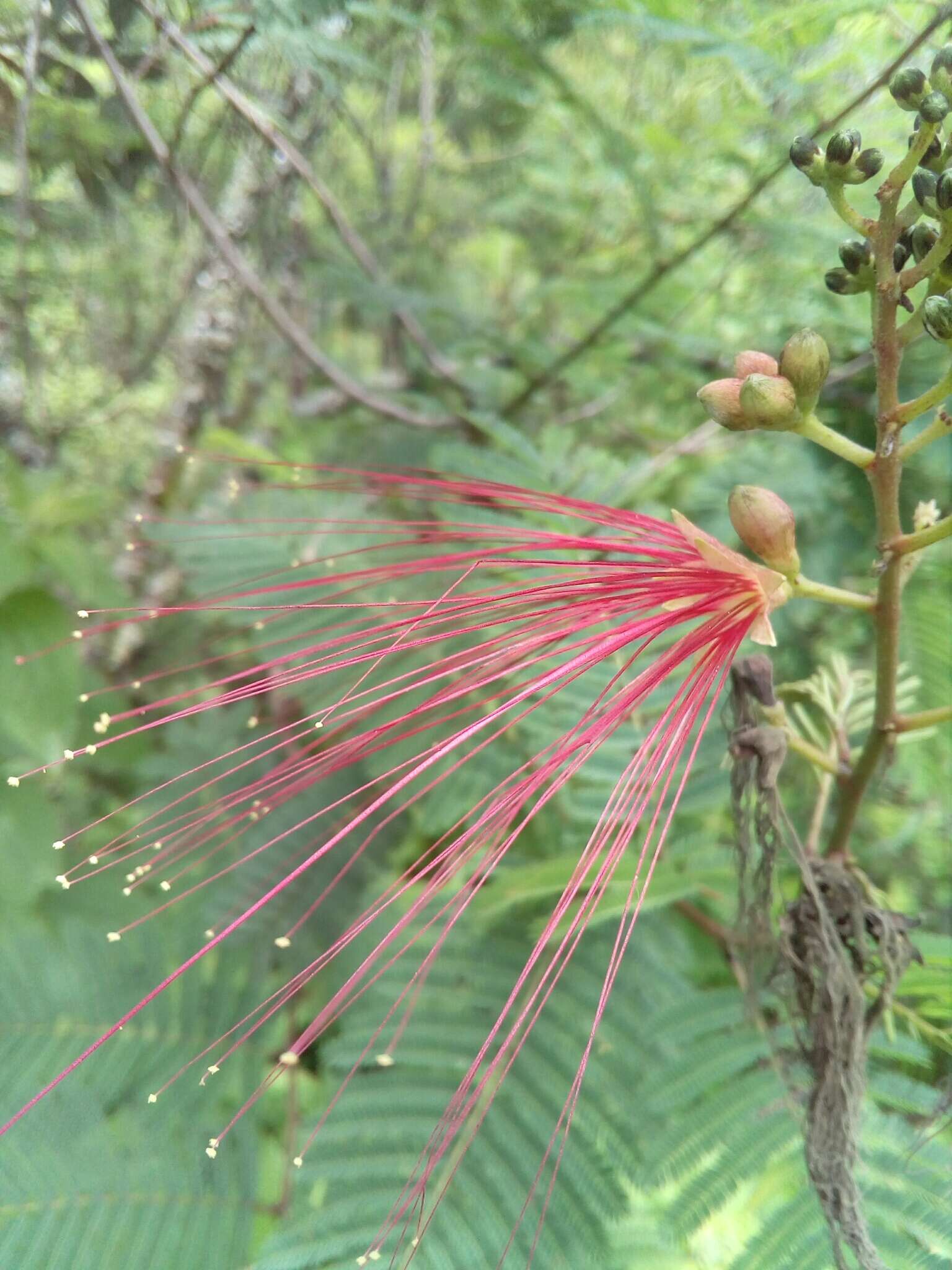 Image of Calliandra houstoniana var. anomala (Kunth) Barneby