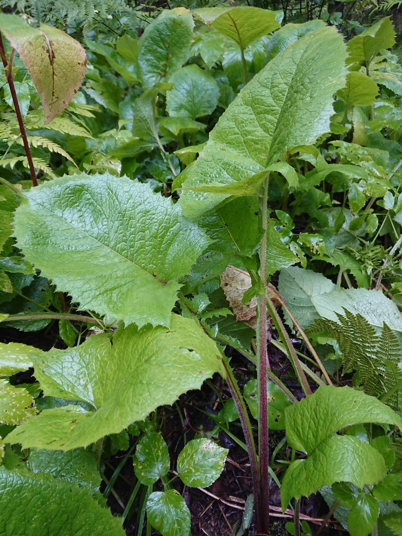 Image of Cicerbita macrophylla subsp. uralensis (Rouy) P. D. Sell