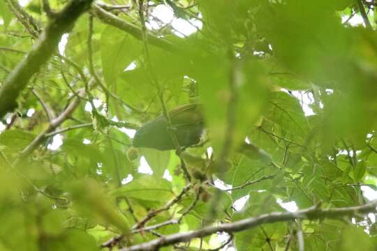 صورة Garrulax palliatus (Bonaparte 1850)