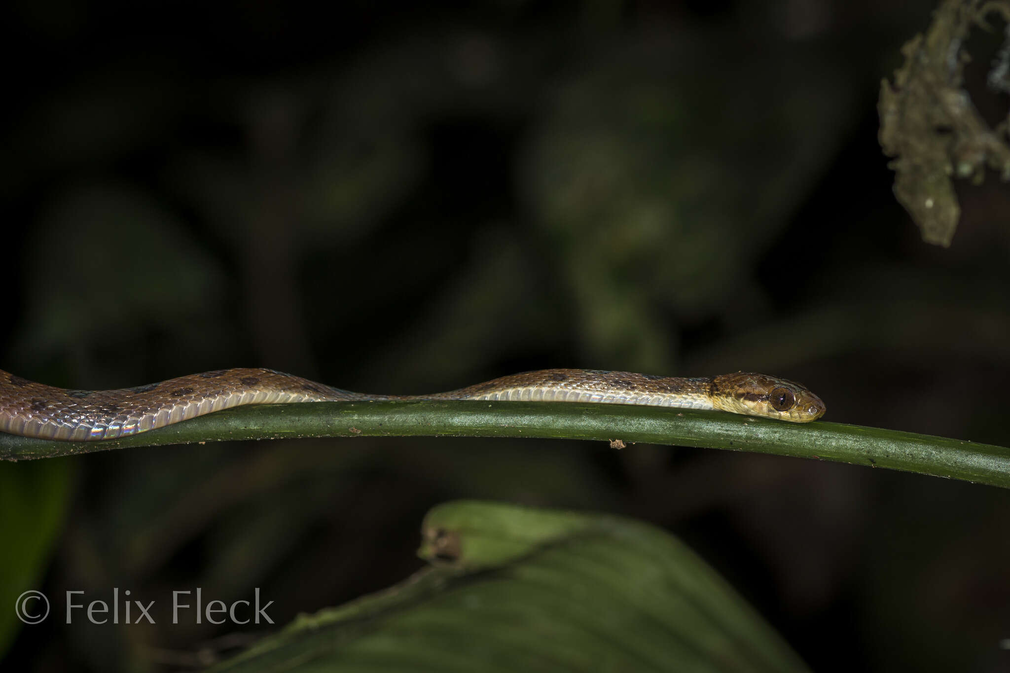 Leptodeira ornata (Bocourt 1884)的圖片