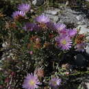 Image of Lampranthus glomeratus (L.) N. E. Br.