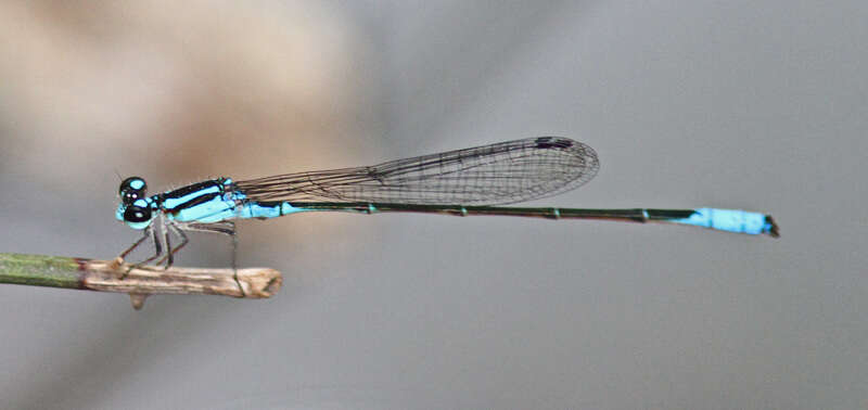 Image of Acanthagrion quadratum Selys 1876