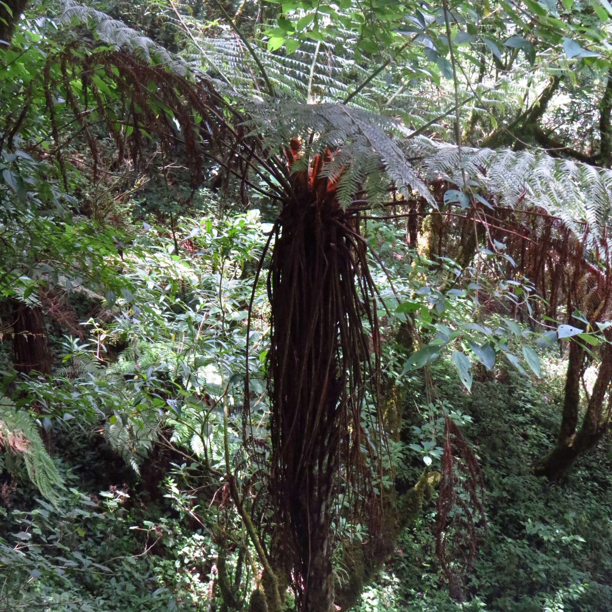 Image de Cyathea divergens Kunze